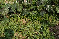 DSC08607
